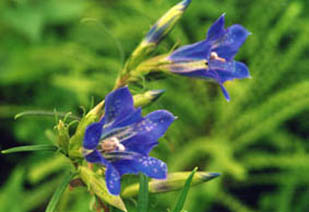 Gentiana pneumonanthes